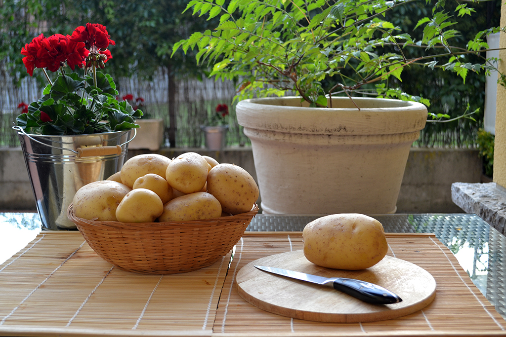 flores rojas, planta, patatas, jardín